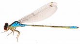 Erythromma viridulum, самец