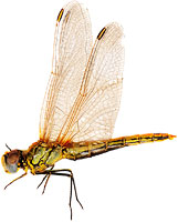 Sympetrum fonscolombei, 