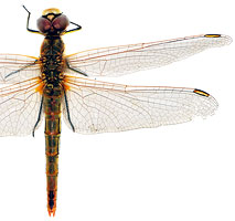 Sympetrum fonscolombei, 