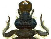 Gomphus epophthalmus