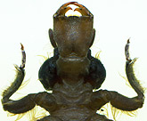Gomphus epophthalmus