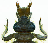 Gomphus epophthalmus