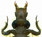 Shaogomphus postocularis epophthalmus