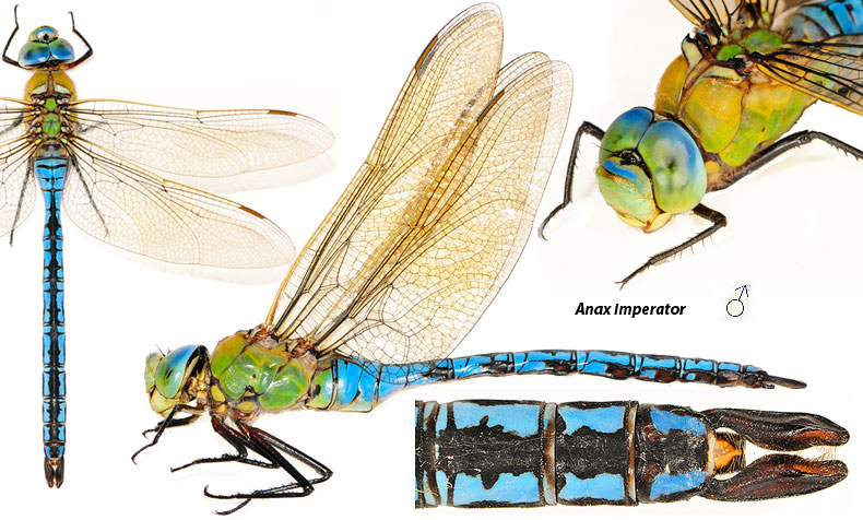 anax imperator  , 