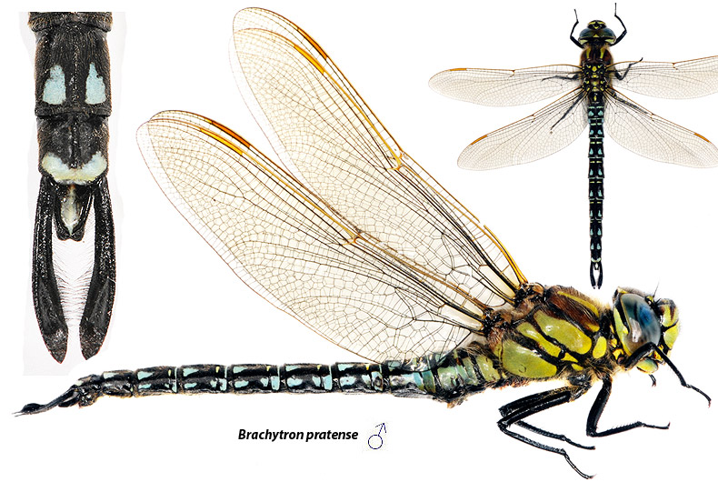 brachytron pratense