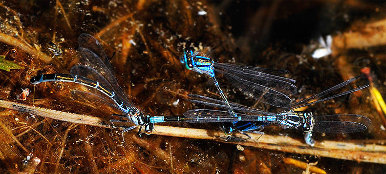 coenagrion glaciale