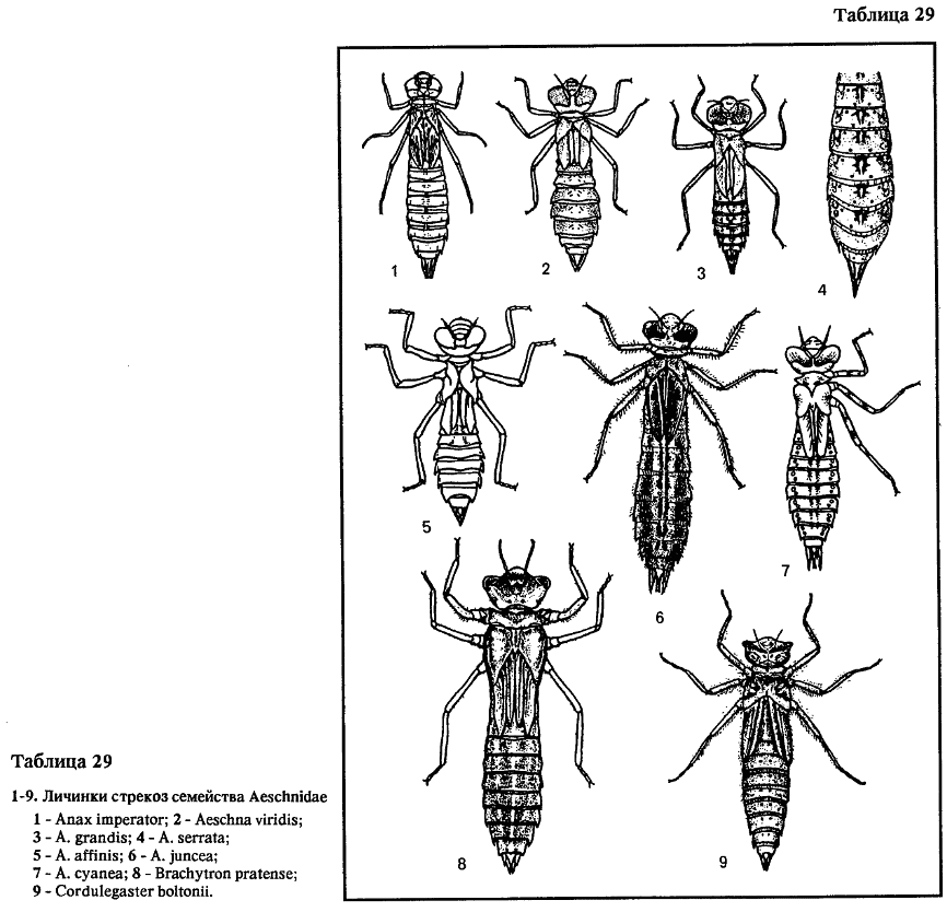 Строение личинки Стрекозы. Стадии развития личинки Стрекозы. Личинка Стрекозы среда обитания. Тип личинки Стрекозы.