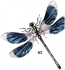 Calopteryx splendens