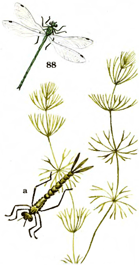 Lestes sponsa