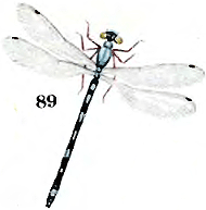 Coenagrinn pulchellum