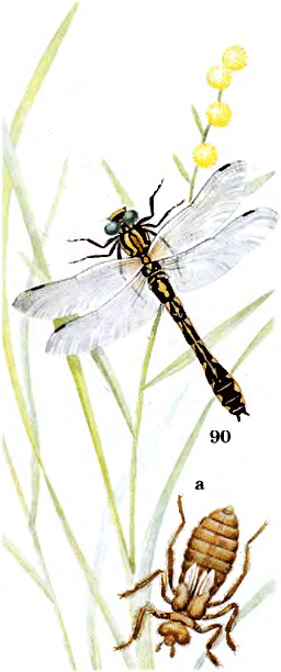 Gomphus vulgatissimus