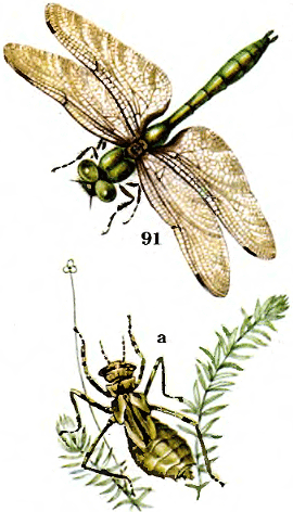 Cordulia aen