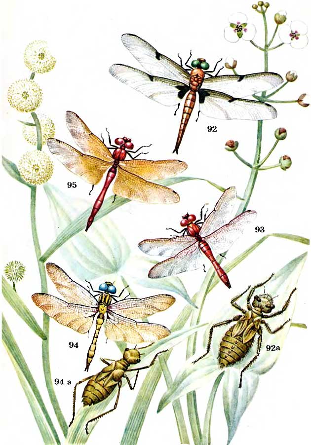 Libellula quadrimaculata, Sympetrum sanguineum, Sympetrum flaveolum, Leucorrhinia pectoralis