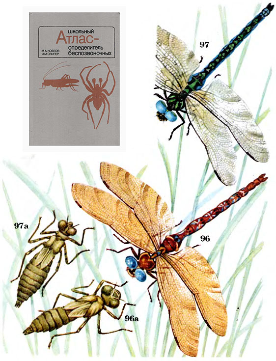 Aeschna grandis, Aeschna cyanea