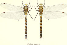 Aeshna cyanea