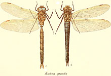 Aeshna grandis