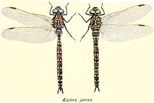Aeshna juncea