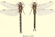 Aeshna mixta