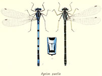 Coenagrion puella