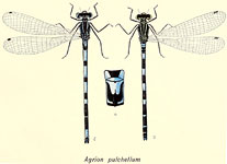 Coenagrion pulchellum