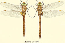 Anaciaeschna isosceles