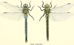 Anax imperator