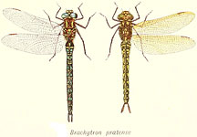 Brachytron pratense