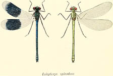 Calopteryx splendens