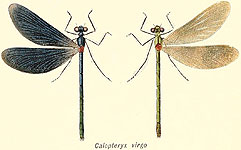 Calopteryx virgo