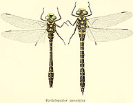 Cordulegaster boltonii