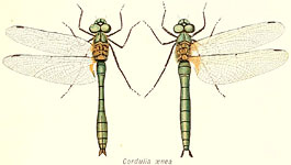 Cordulia aenea
