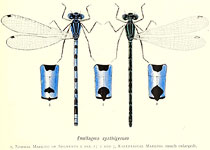 Enallagma cyathigerum