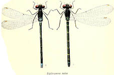 Erythromma najas
