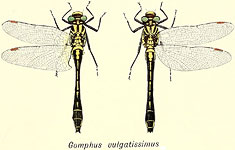 Gomphus vulgatissimus