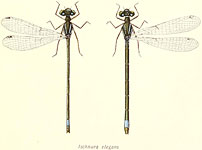 Ischnura elegans