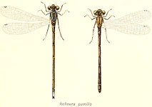 Ischnura pumilio