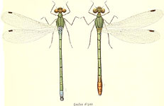 Lestes dryas