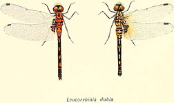 Leucorrhinia dubia