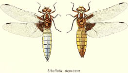 Libellula depressa