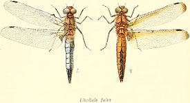 Libellula fulva