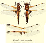 Libellula quadrimaculata