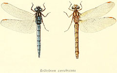 Orthetrum coerulescens