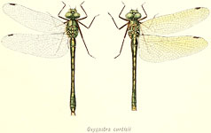Orthetrum cancellatum