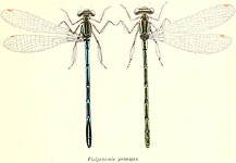 Platycnemis pennipes