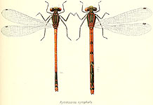 Pyrrhosoma nymphula