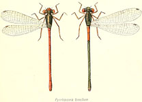 Pyrrhosoma tenellum
