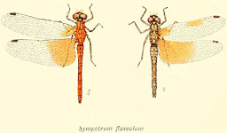 Sympetrum flaveolum
