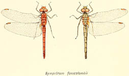 Sympetrum fonscolombii