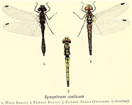 Sympetrum danae