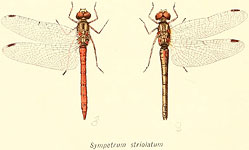 Sympetrum striolatum